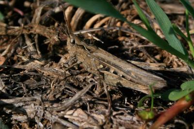 Criquet duettiste, Sauteriot Chorthippus brunneus (Thunberg, 1815)