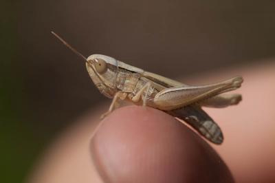 Criquet des mouillères, Criquet des Bromes Euchorthippus declivus (Brisout de Barneville, 1848)