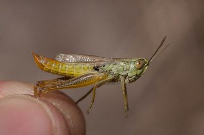 Criquet des mouillères, Criquet des Bromes Euchorthippus declivus (Brisout de Barneville, 1848)