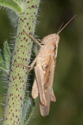 Criquet des garrigues Omocestus raymondi (Yersin, 1863)