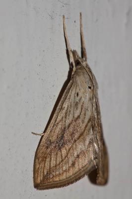  Evergestis forficalis (Linnaeus, 1758)