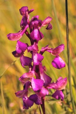 Orchis bouffon Anacamptis morio (L.) R.M.Bateman, Pridgeon & M.W.Chase, 1997