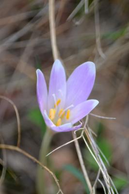  Colchicum multiflorum Brot., 1804