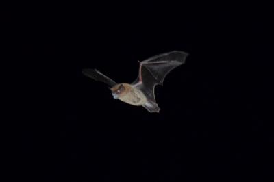 Murin de Daubenton Myotis daubentonii (Kuhl, 1817)