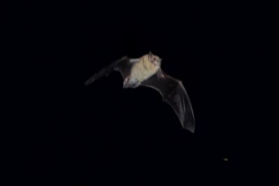  Chiroptera Blumenbach, 1779