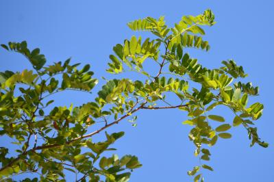 Robinier faux-acacia, Carouge Robinia pseudoacacia L., 1753
