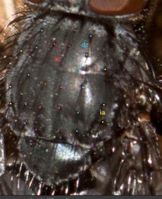  Tachinidae Fleming, 1821