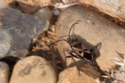 Lasiocoris anomalus (Kolenati, 1845)