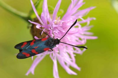 Zygène du Pied-de-Poule (La), Zygène des Lotiers ( Zygaena filipendulae (Linnaeus, 1758)