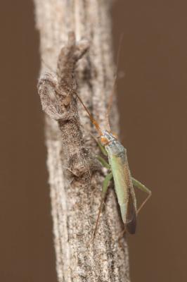  Platycranus 