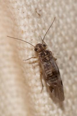  Amphigerontia bifasciata (Latreille in Coquebert, 1799)