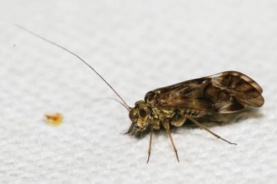  Metylophorus nebulosus (Stephens, 1836)