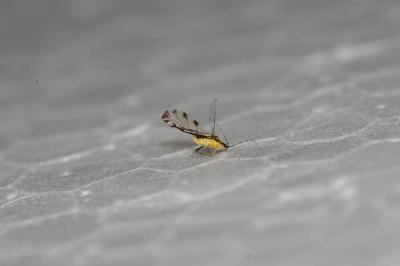  Eucallipterus tiliae (Linnaeus, 1758)