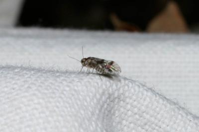  Blaste quadrimaculata (Latreille, 1794)