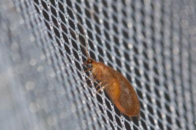  Hemerobius nitidulus Fabricius, 1777