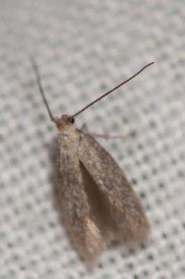  Epidola stigma Staudinger, 1859