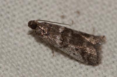  Pseudacrobasis nankingella Roesler, 1975