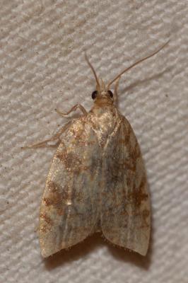  Aleimma loeflingiana (Linnaeus, 1758)
