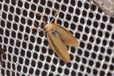  Pleurota pyropella (Denis & Schiffermüller, 1775)