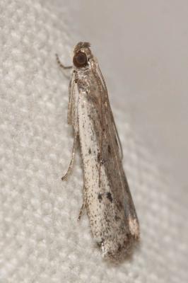  Phycitodes inquinatella (Ragonot, 1887)