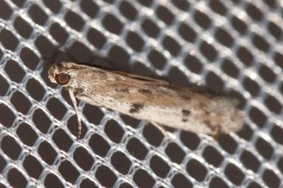  Phycitodes binaevella (Hübner, 1813)