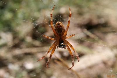Épeire diadème Araneus diadematus Clerck, 1758