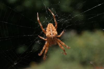 Épeire diadème Araneus diadematus Clerck, 1758