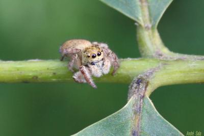  Carrhotus xanthogramma (Latreille, 1819)