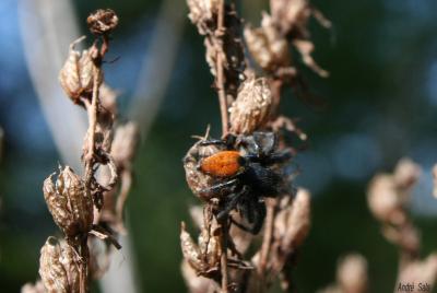 Carrhotus xanthogramma (Latreille, 1819)