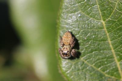  Carrhotus xanthogramma (Latreille, 1819)