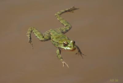 Pélophylax Pelophylax Fitzinger, 1843