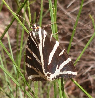 Écaille chinée (L') Euplagia quadripunctaria (Poda, 1761)