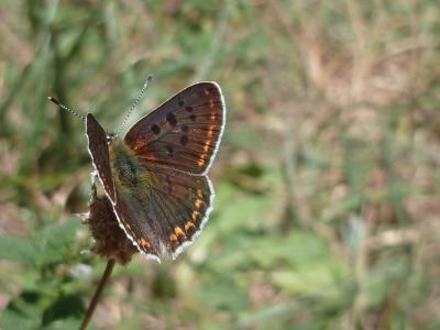 Cuivré fuligineux (Le), Argus myope (L'), Polyomma Lycaena tityrus (Poda, 1761)