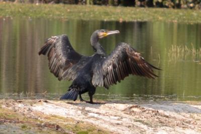 Grand Cormoran Phalacrocorax carbo sinensis (Shaw & Nodder, 1801)