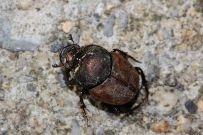  Onthophagus Latreille, 1802