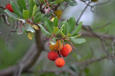 Arbousier commun, Arbre aux fraises Arbutus unedo L., 1753