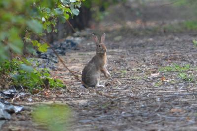 Lapin de garenne Oryctolagus cuniculus (Linnaeus, 1758)