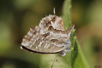 Brun du pélargonium (Le), Argus des Pélargoniums ( Cacyreus marshalli Butler, 1898