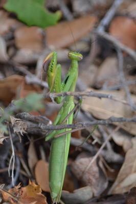 Mante religieuse Mantis religiosa (Linnaeus, 1758)