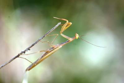 Mante religieuse Mantis religiosa (Linnaeus, 1758)