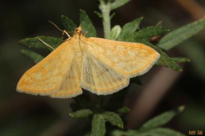  Sitochroa verticalis (Linnaeus, 1758)