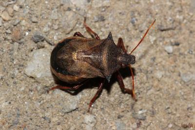  Picromerus bidens (Linnaeus, 1758)