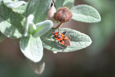 Corise de la jusquiame Corizus hyoscyami (Linnaeus, 1758)