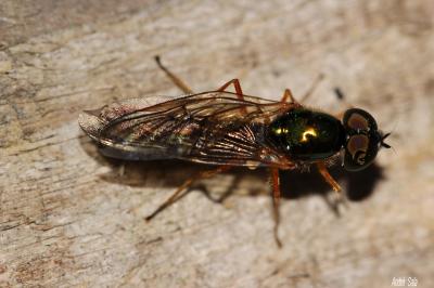 Mouches, Moustiques, Cousins Diptera Linnaeus, 1758