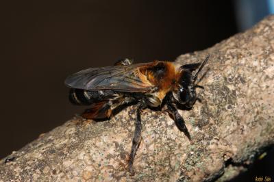  Dasypoda hirtipes (Fabricius, 1793)
