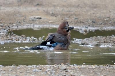 Geai des chênes Garrulus glandarius (Linnaeus, 1758)