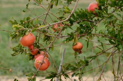 Grenadier, Grenadier commun Punica granatum L., 1753