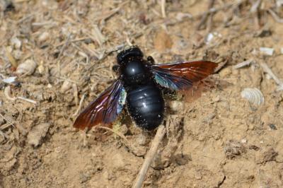  Xylocopa Latreille, 1802