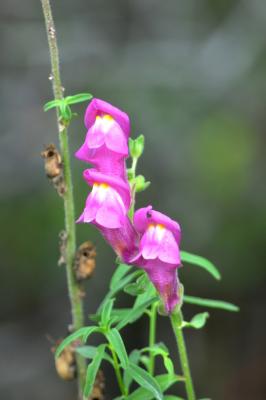 Muflier à grandes fleurs, Gueule-de-lion Antirrhinum majus L., 1753