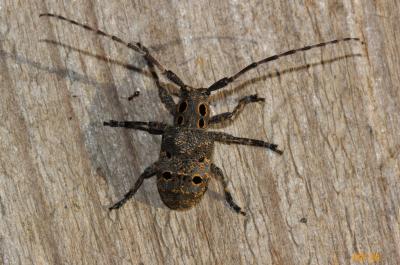 Mésose charançon Mesosa curculionoides (Linnaeus, 1760)